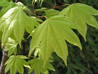 Acer palmatum cv Saoshika (fam Aceracees) (Photo F. Mrugala) (5)